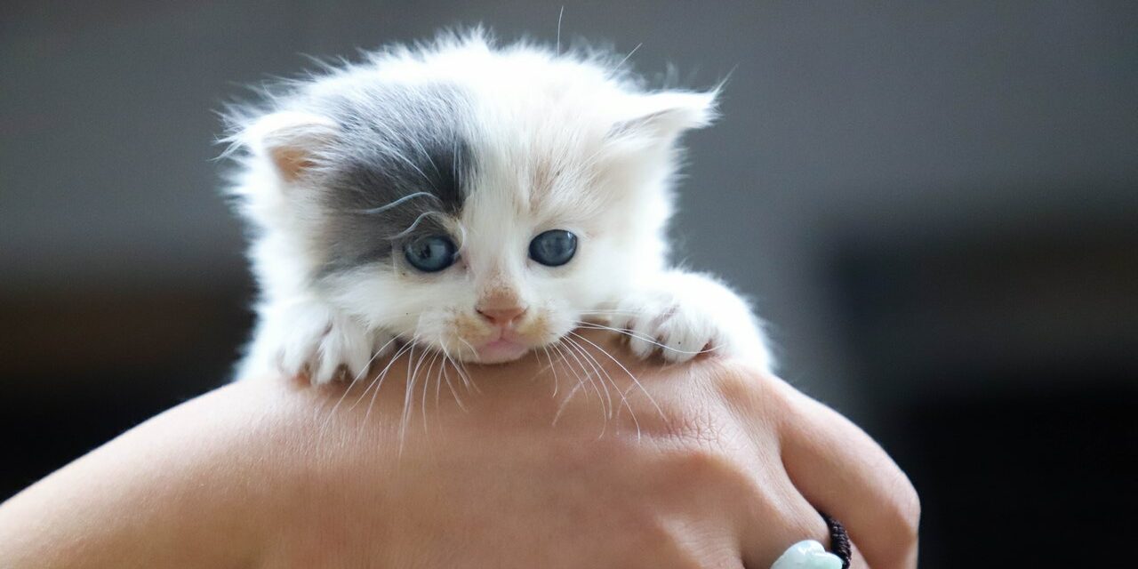 Beste Kattenbakken #1 Beste Koop, Kassa & Radar? [Top 10] [2025]