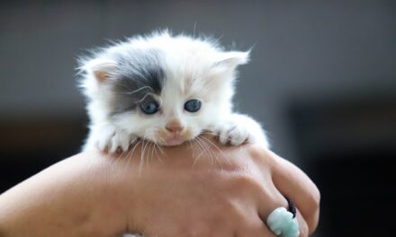Beste Kattenbakken #1 Beste Koop, Kassa & Radar? [Top 10] [2025]