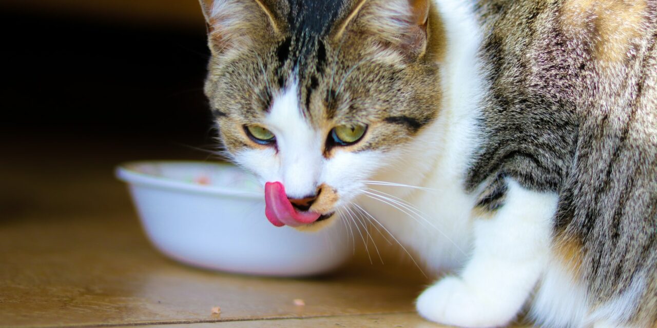 Beste Kattenvoer #1 Beste Koop, Kassa & Radar? [Top 10 Getest] [2025]