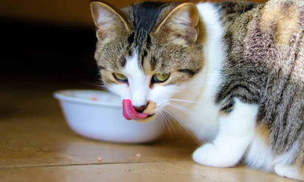 Beste Kattenvoer #1 Beste Koop, Kassa & Radar? [Top 10 Getest] [2025]