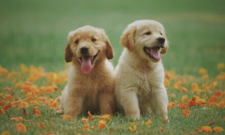 Beste Puppyvoer #1 Beste Koop, Kassa & Radar? [Top 10 Test] [2025 Update]