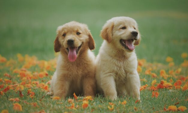 Beste Puppyvoer #1 Beste Koop, Kassa & Radar? [Top 10 Test] [2025 Update]